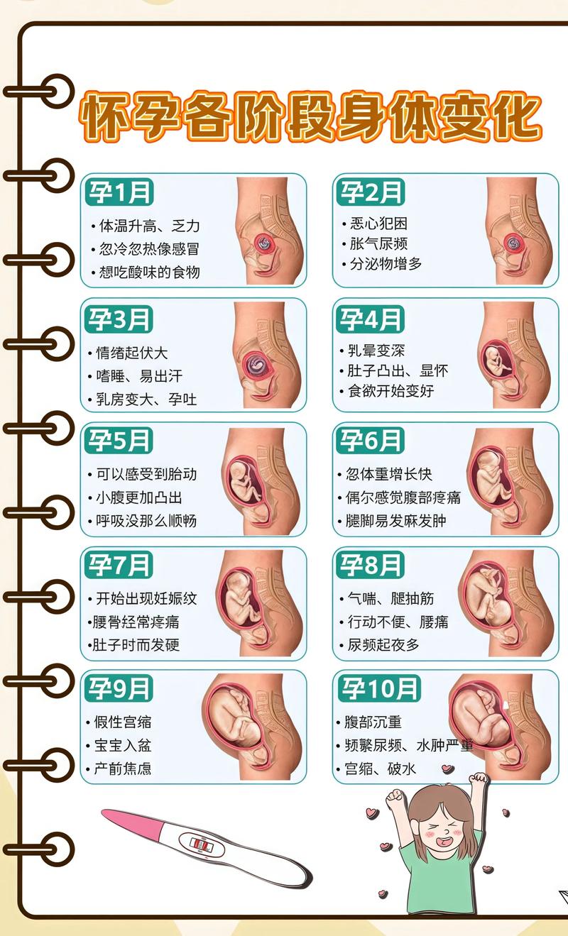 揭秘供卵代孕妈妈怀孕小腹分两节，孕期变化的奥秘杭州代生机构: